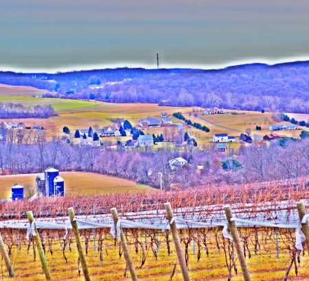 Vineyard Scenic View (HDR) - Sample Photo/Poster Image